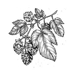 Beer hop illustration. Engraved style illustration. Vintage beer design.