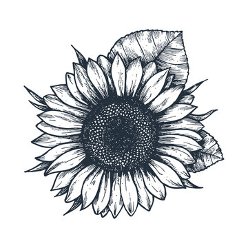 Sunflower vintage engraved illustration. Sunflower isolated