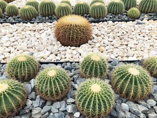 Closeup Cactus plant in garden 
