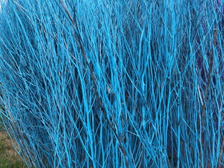 Blue stained stalks dyed wood  decorations as texture and background