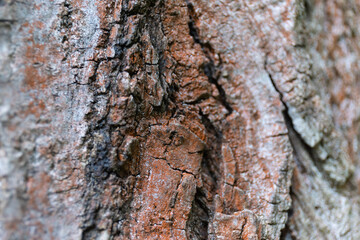 Close Up of Bark on Tree Stump. Old tree. many years old. carbon sink. close up of bark.macro photography. multi use. blog. article. background or backdrop. sunlight on bark. High quality photo