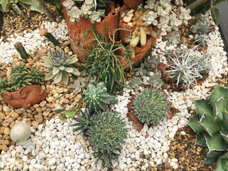 Cactus and Agave plant in the garden