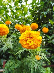 marigold flowers