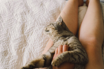The relationship between a cat and a person. The girl's hands caress the cat. Cute cat of the Scottish straight. Cat sleeping.