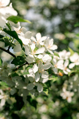Spring white flowers. Blooming apple tree in spring. Natural floral background, blue sky