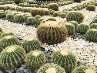 Closeup Cactus plant in the garden