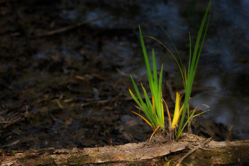 Sights seen while on a nature walk.