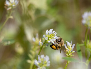 bee, insect, flower, nature, animal, yellow, macro, fly, pollen, honey, wasp, summer
