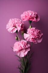 Pink carnations on a colorful background.