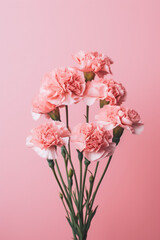 Pink carnations on a colorful background.