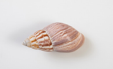 Brown-pink sea shell isolated on white background