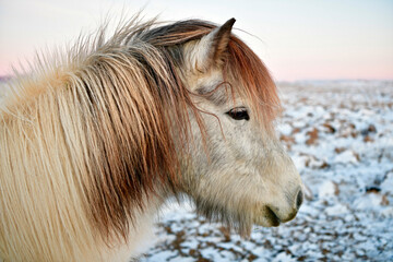 Icelandic white horse head 