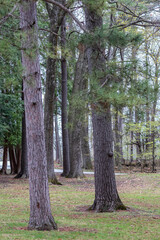 Fototapeta premium Tall thick pine tree trunks