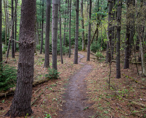 Fototapeta premium Tall trees in pine forest with thin bare trunks on cloudy day