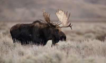 Bull Moose in Grand Teton National Park - obrazy, fototapety, plakaty