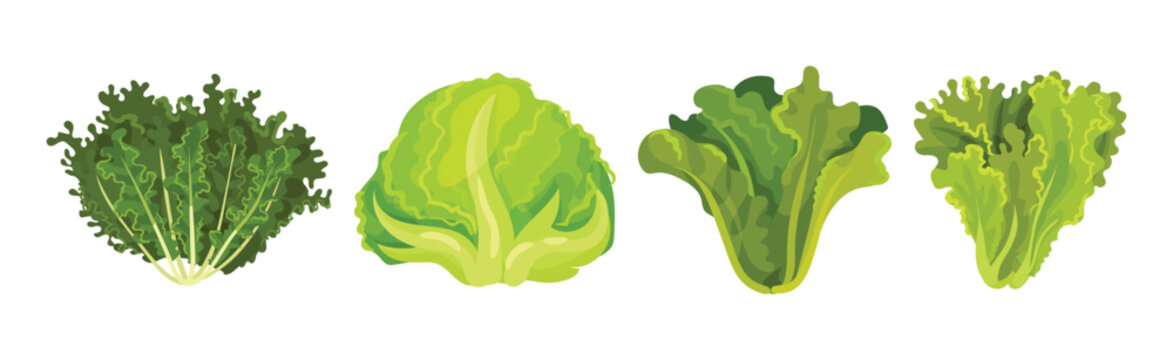 Fresh Green Salad Leaves for Cooking Vector Set