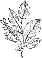 hand drawn botanical spring elements line art, botanical illustration botanical line drawing, vector sketch artistic simplicity botanical doodle art, Easy botanical drawing, 
botanical illustration

