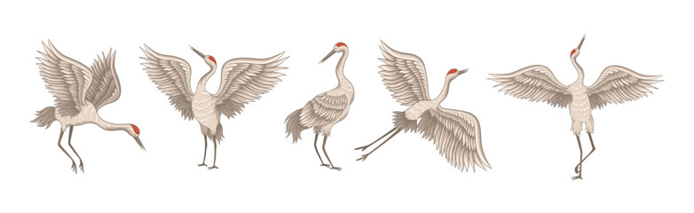 Red-crowned Crane in Different Poses with Stretched Wings Vector Set
