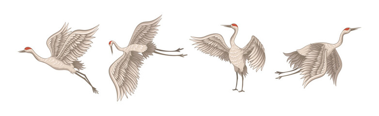 Red-crowned Crane in Different Poses with Stretched Wings Vector Set