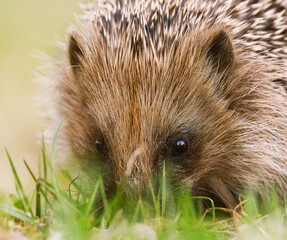 European hedgehog (Erinaceus europaeus) closeup feeding in the garden in spring.
