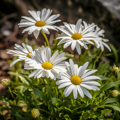 Obraz premium Bellis perennis, also known as daisies, ai generated