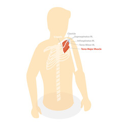 3D Isometric Flat  Conceptual Illustration of Teres Major Muscle