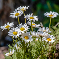 Fototapeta premium Bellis perennis, also known as daisies, ai generated