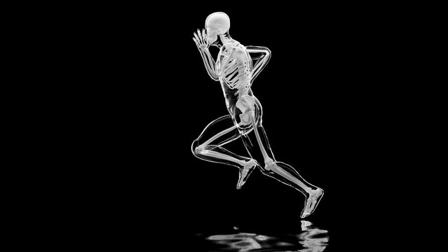 skeleton system of running man, bone Anatomy while run, human physical and sport, joggers, running man, medically accurate, fitness, loop animation, 3d render	
