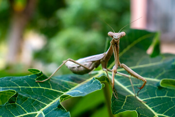 Mantis