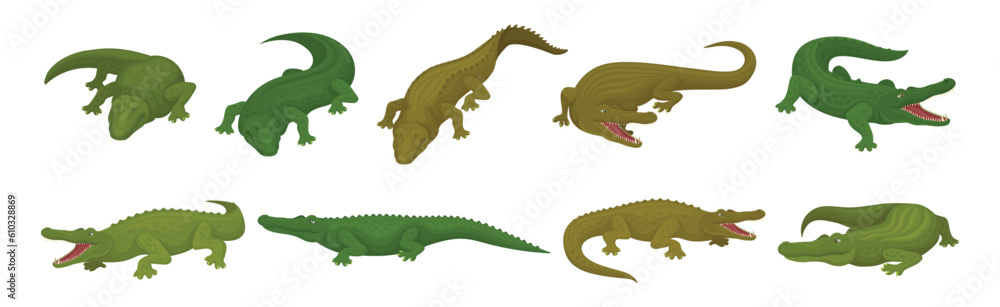 Poster crocodile as large green semiaquatic reptile in different pose vector set
