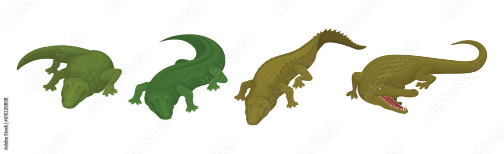 Poster crocodile as large green semiaquatic reptile in different pose vector set