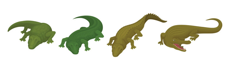 Crocodile as Large Green Semiaquatic Reptile in Different Pose Vector Set