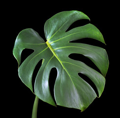 tropical monstera leaf isolated on black.