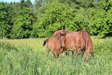 Fohlen mit Stute