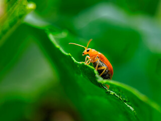 Red soldier beetle (Rhagonycha fulva), also misleadingly known as the bloodsucker beetle, and popularly known in England as the Hogweed Bonking Beetle is a species of soldier beetle (Cantharidae).