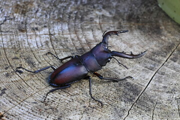 Japanese red stag beetle (Prosopocoilus inclinatus) in Osaka, Japan