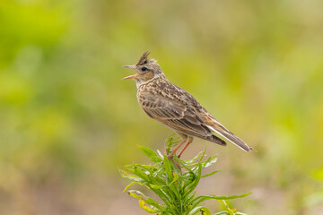 草の上に立ち雌への囀りをするヒバリ