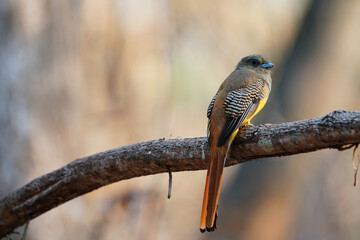 Orange-breasted Trogon bird on branch.