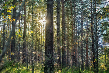 beautiful photo, dense wild forest