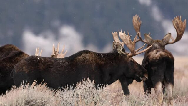 Bull Moose in Grand Teton National Park