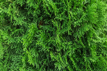 Green branches of the thuja tree natural background plant abstract