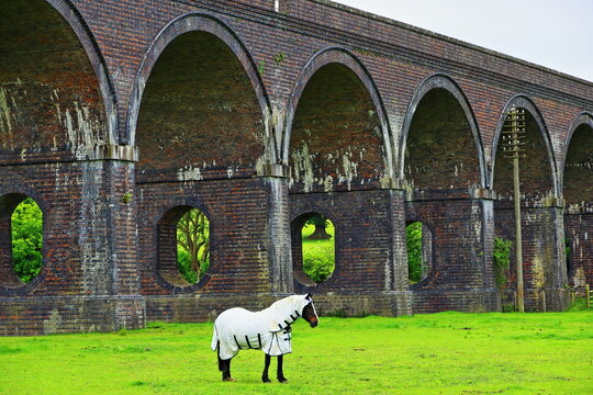 Horse in White Blanket Under The Stanway Viaduct