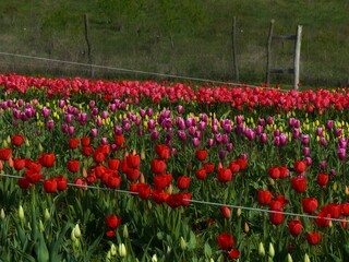 field of red tulips in spring