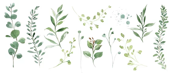 Green clipart leaves, eucalyptus leaves and forest herbs, watercolor clipart © Марина Радышевская