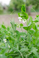 Green pea flowers on the field.