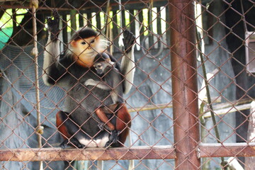 A family Red shanked douc, mother and child in an iron cage at the zoo.