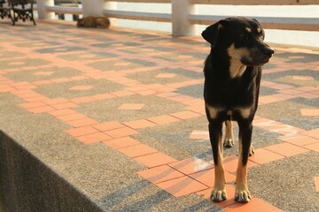 The life of a black stray dog living with hope.
