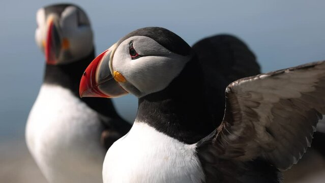 Atlantic Puffins on Machias Seal Island off the Coast of Maine