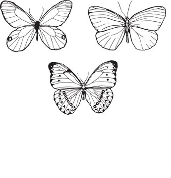 Butterfly art. Black sketches. Vector hand drawn illustration, butterfly silhoette simple Outline