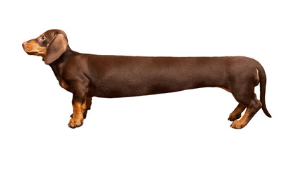 Extra long dachshund, manipulated image of a very Long Dachshund, studio shot. isolate on transparent background - 610334619